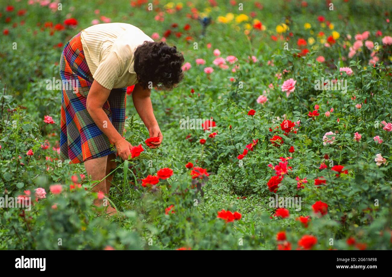 TAL DER ROSEN, BULGARIEN - Arbeiterinnen neigen dazu, Rosenblüten am Forschungsinstitut für Roasen zu Pflanzen. Stockfoto
