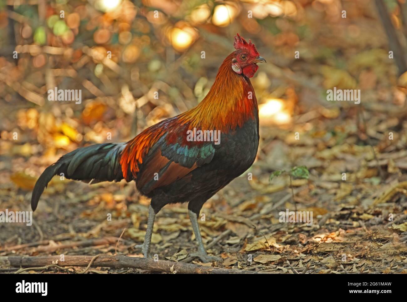 Roter Junglevowl (Gallus gallus spadiceus) Erwachsener, der auf dem Waldboden in der Nähe von Kaeng Krachan, Thailand, spaziert Januar Stockfoto