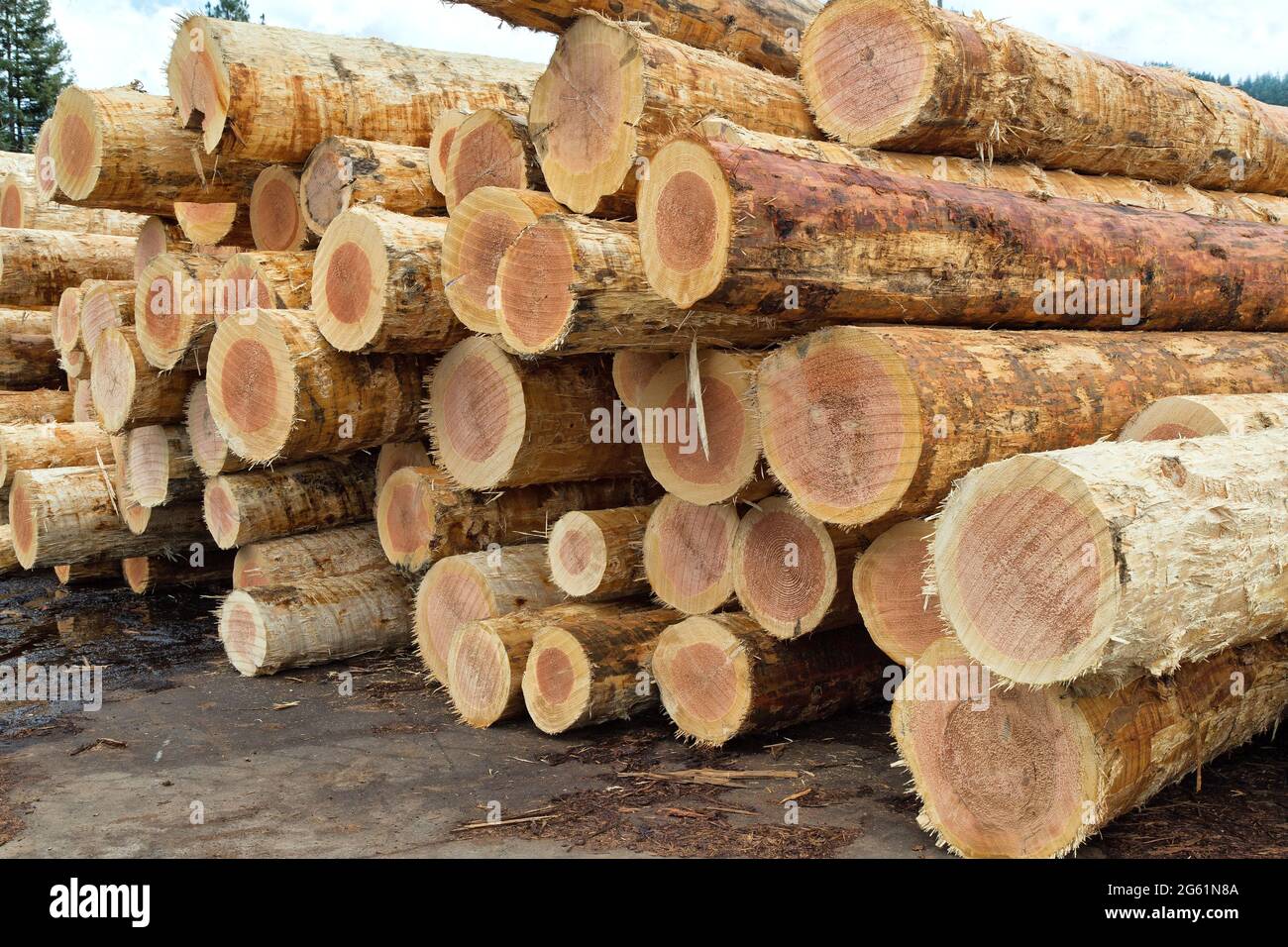 Geerntete und gehäutete Douglasienholz 'Pseudotsuga menziesii' im Holzwerk Stockfoto