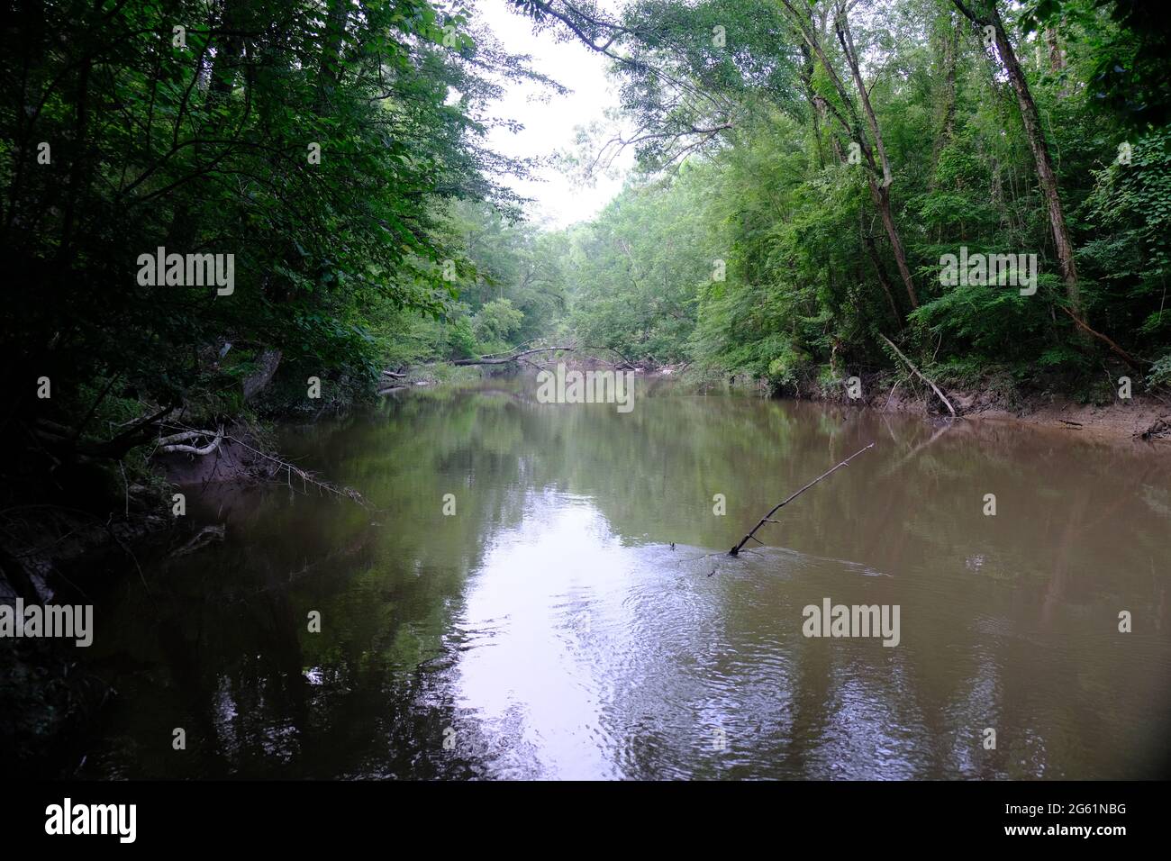 Kisatchie Red Bluff River Louisiana Stockfoto