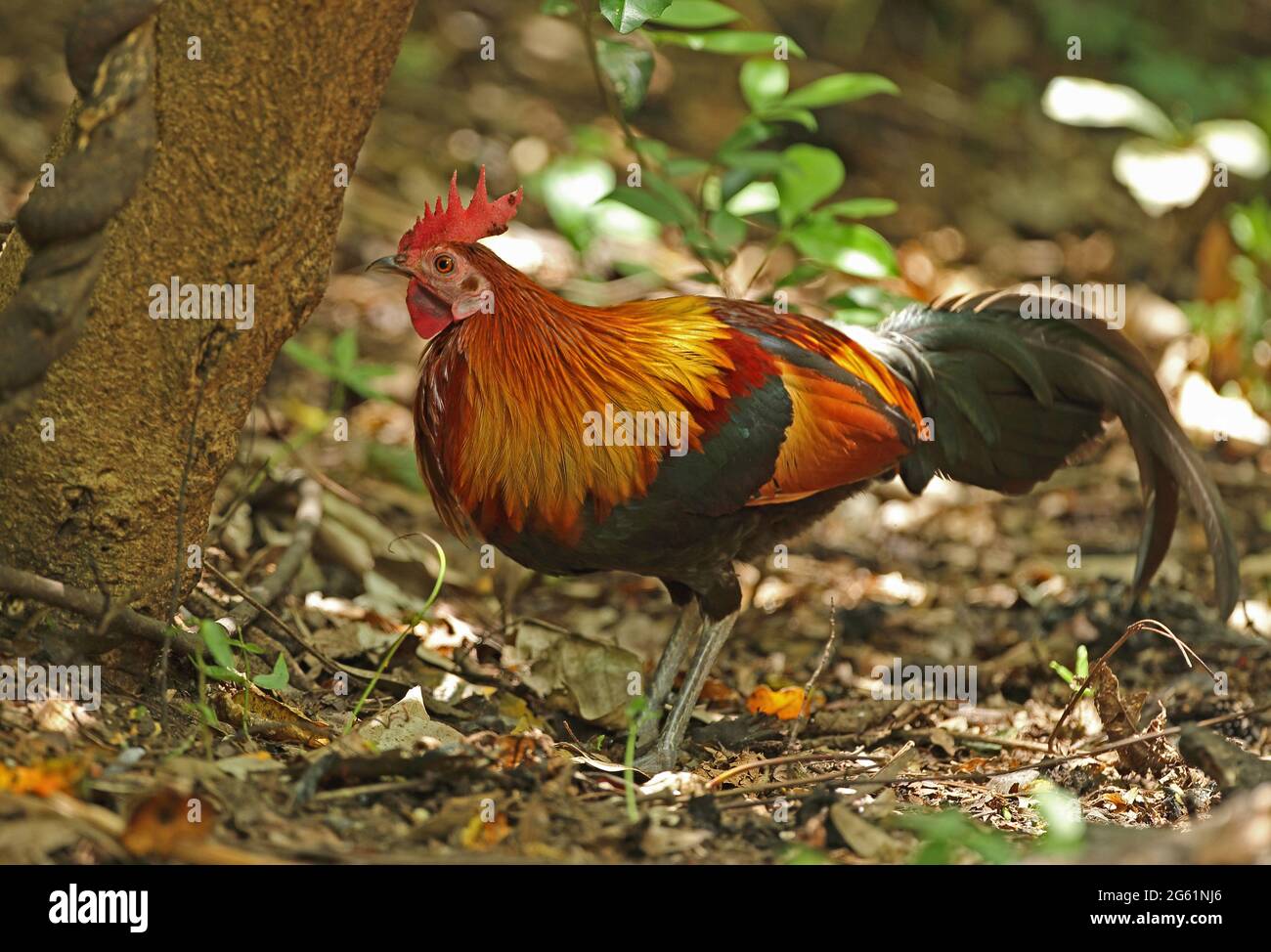 Red Junglevowl (Gallus gallus spadiceus) erwachsenes Männchen, das auf dem Waldboden in der Nähe von Kaeng Krachan, Thailand, steht Mai Stockfoto