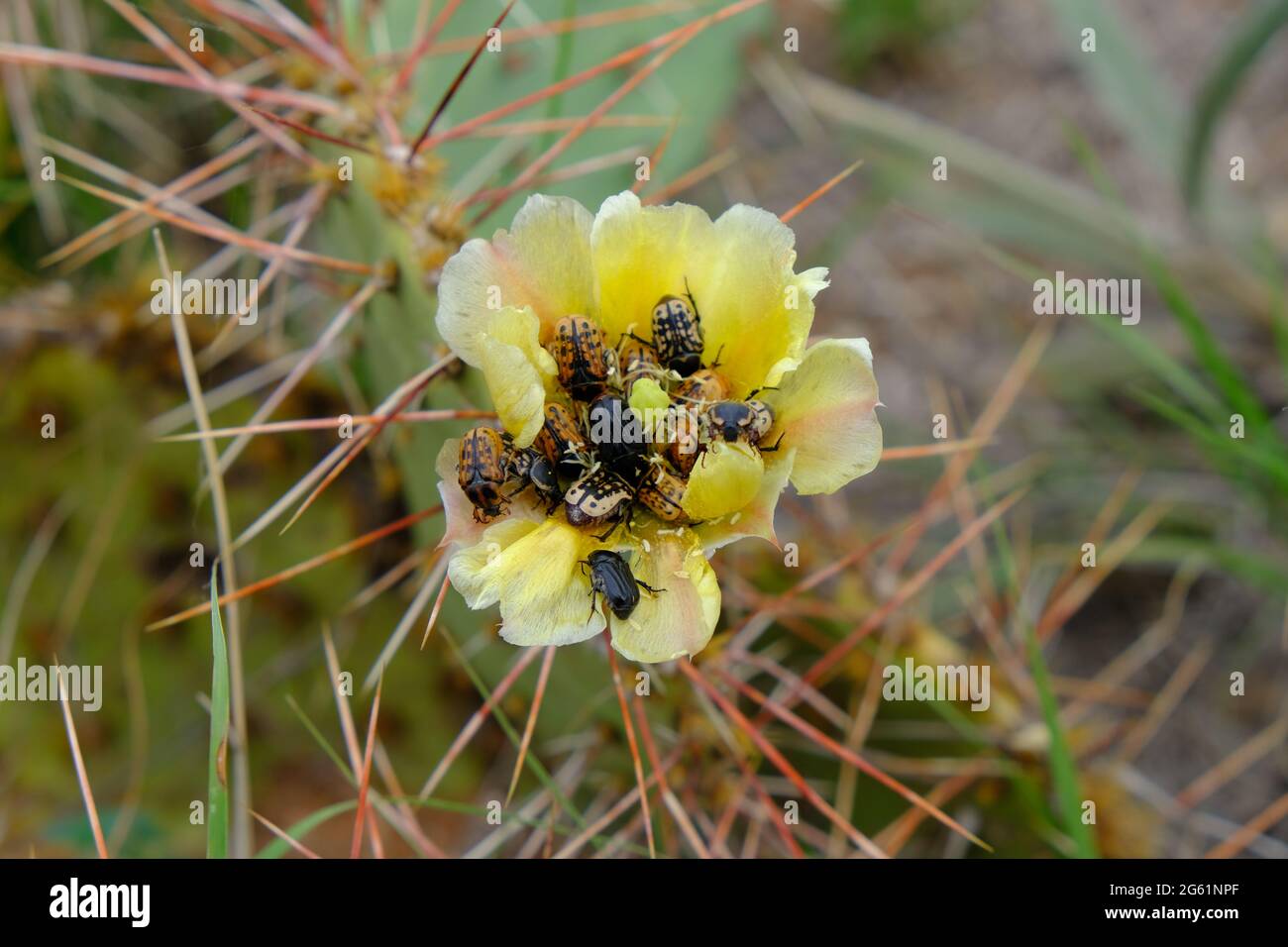 Kern's Flower Skarabäus - die Blume von Geriore Kernii Stockfoto