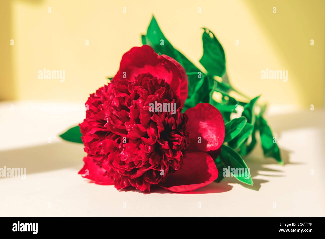 Rote Pfingstrose Blume auf gelbem Tisch im Sonnenlicht. Sommer, Stillleben. Nahaufnahme. Stockfoto