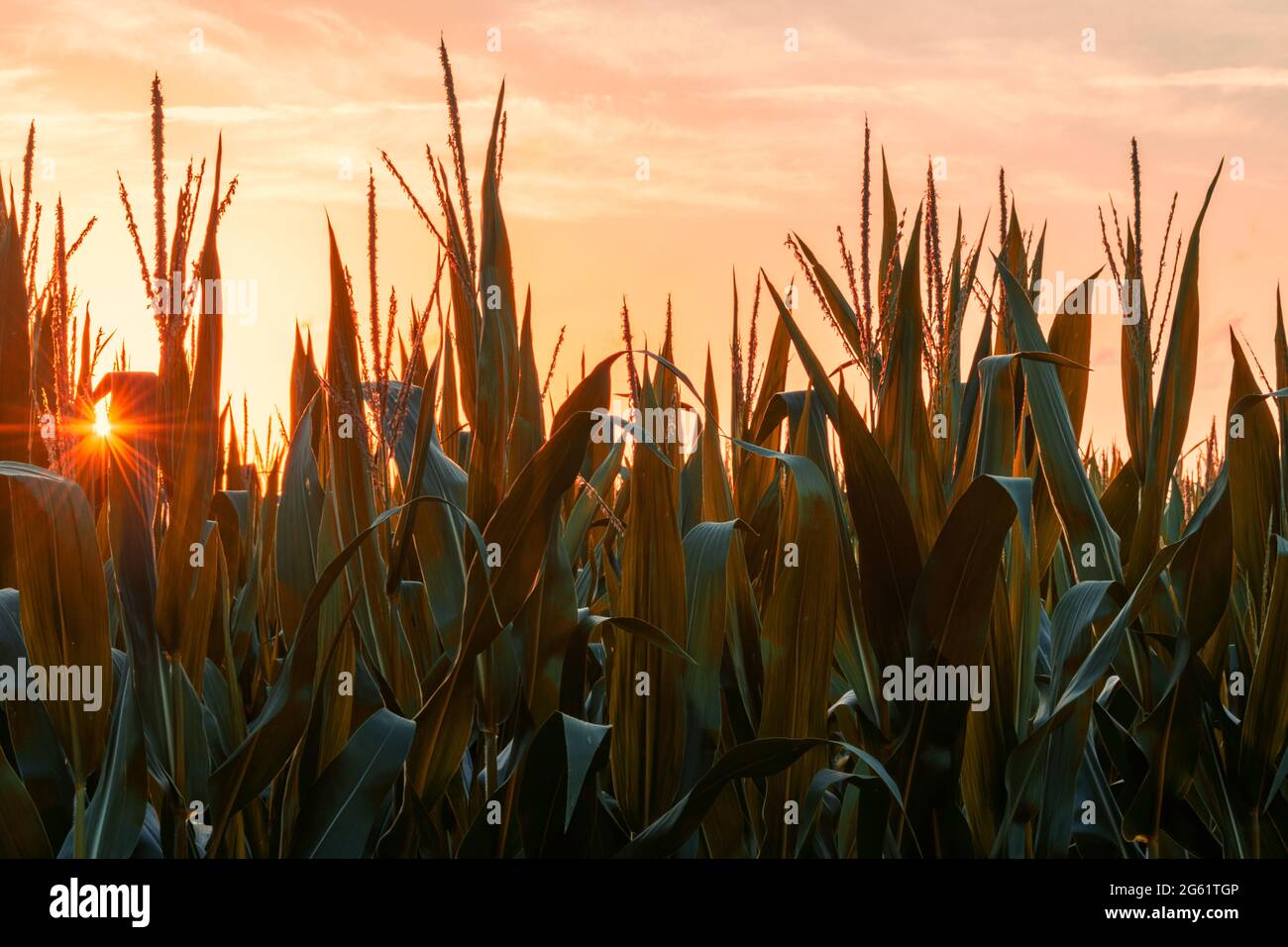 Mississippi Delta Landwirtschaft, Maisfeld bei Sonnenuntergang, Clarksdale, MS, USA. Stockfoto