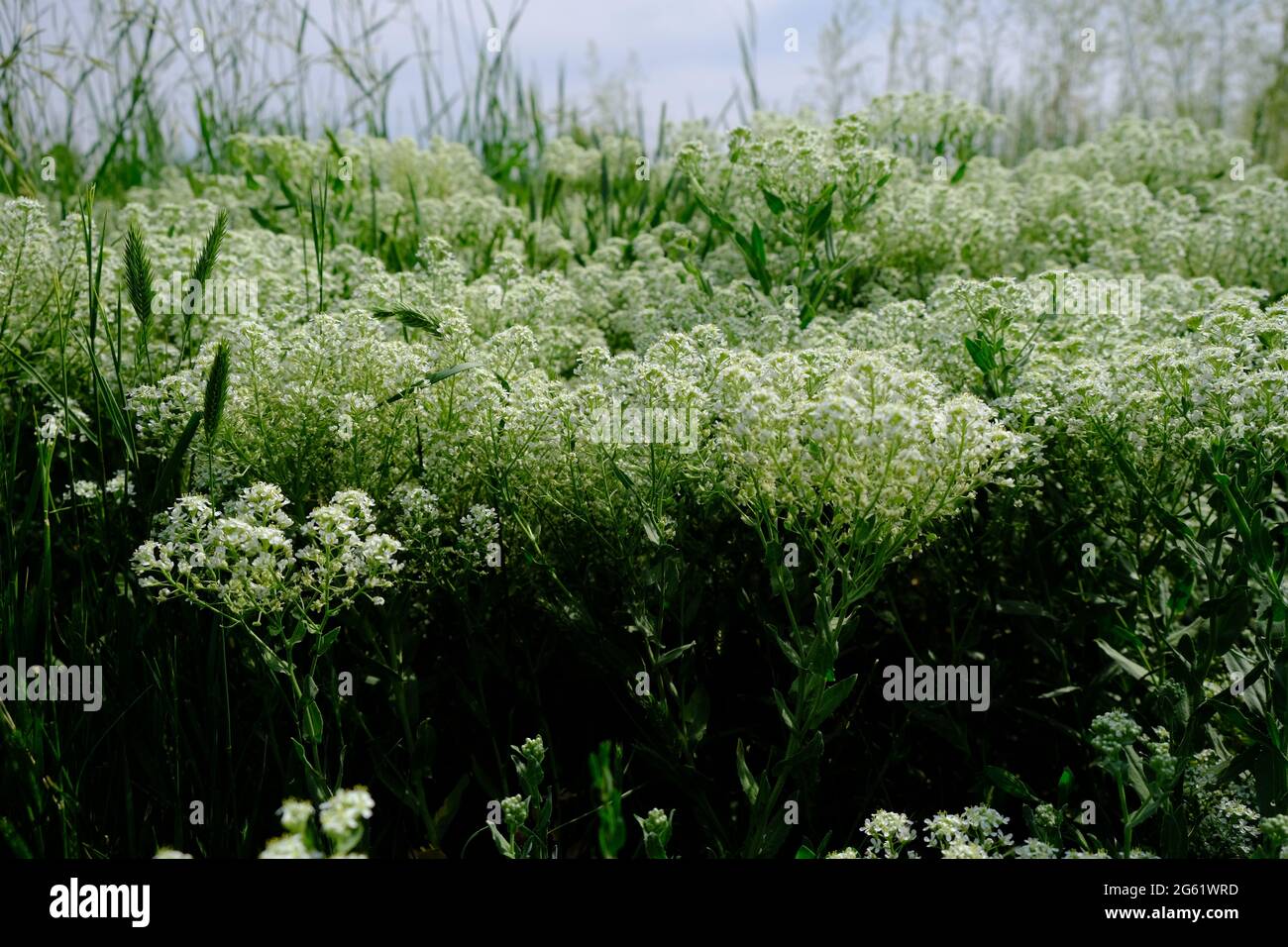 Dittander, Mehrjährige Pfefferkresse - Lepidium latifolium L Stockfoto