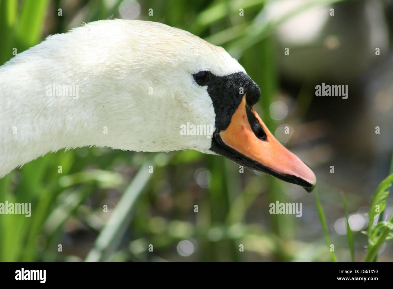 Nahaufnahme des weißen Schwanenkopfes Stockfoto