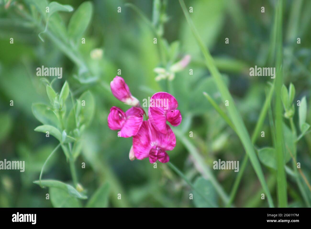 Tuberöse Erbsenblüte in der Nahaufnahme mit grünen Pflanzen im Hintergrund Stockfoto