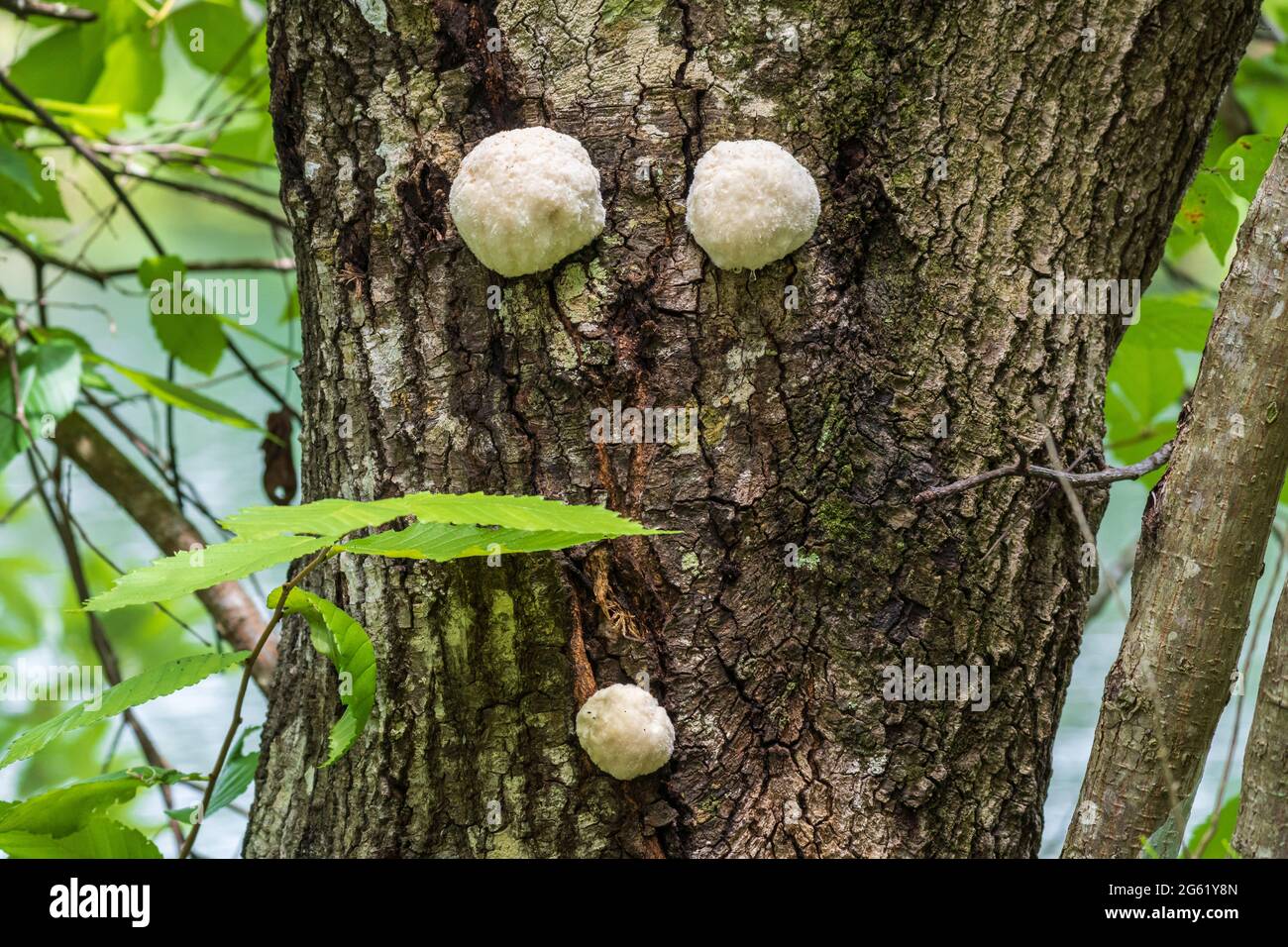 Weißer Kugelpilz, der auf dem Stamm einer lebenden südlichen Eiche wächst - Homosassa, Florida, USA Stockfoto
