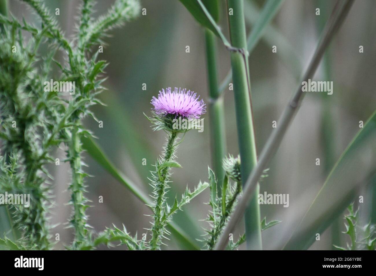 Stachelige stachelige Distel in der Bloom-Nahaufnahme mit selektivem Fokus Stockfoto