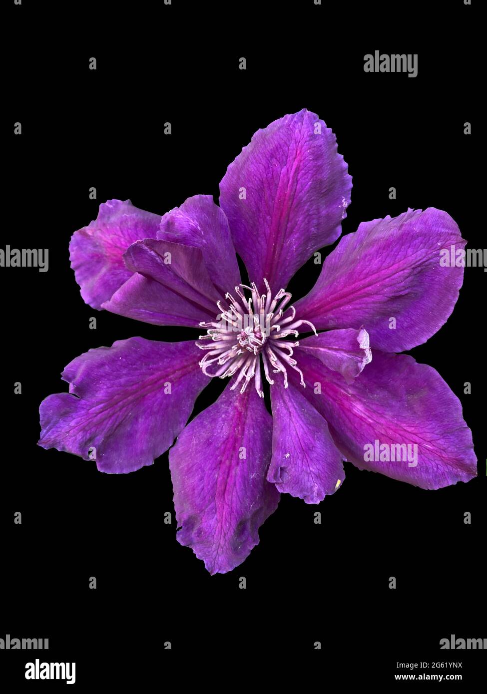 Purple clematis – italienische Lederblume in blühender Nahaufnahme isoliert auf Schwarz Stockfoto
