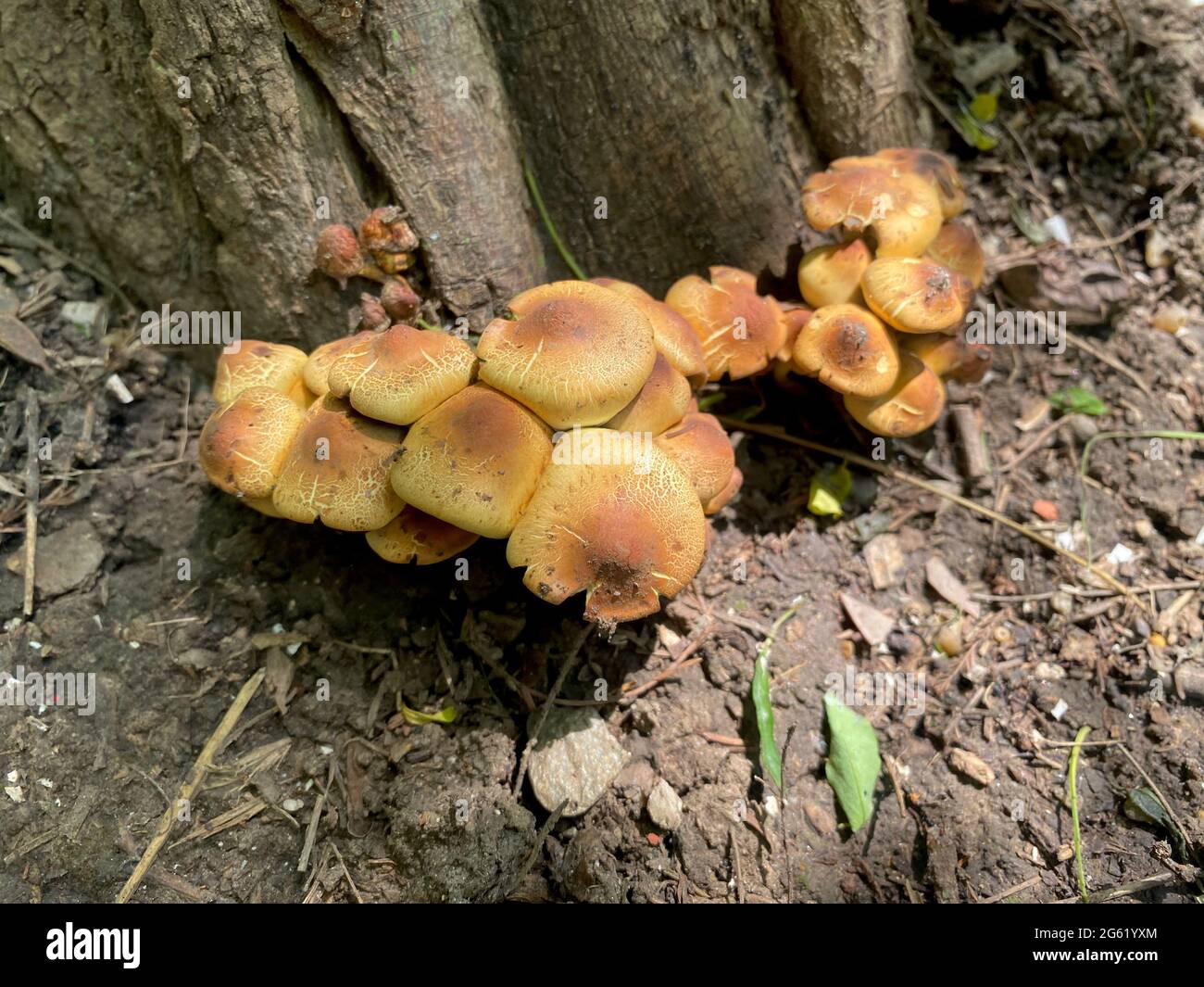 Samtschenkelpilze Nahaufnahme am Fuß eines Baumes Stockfoto