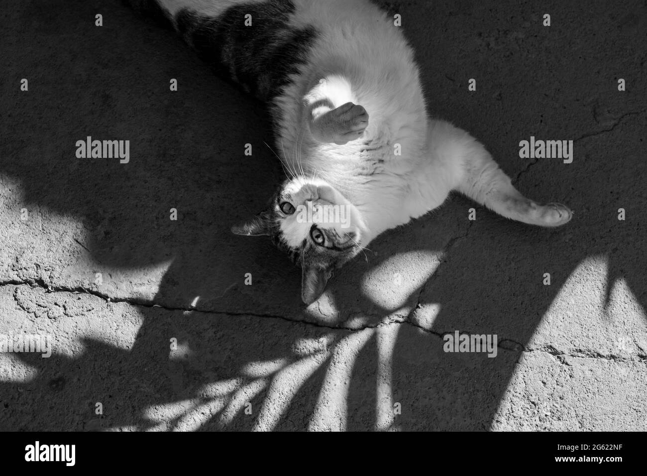 Eine tabby Katze, die im Schatten eines Kokospalmenblattes liegt. Schwarzweiß-Bild. Stockfoto