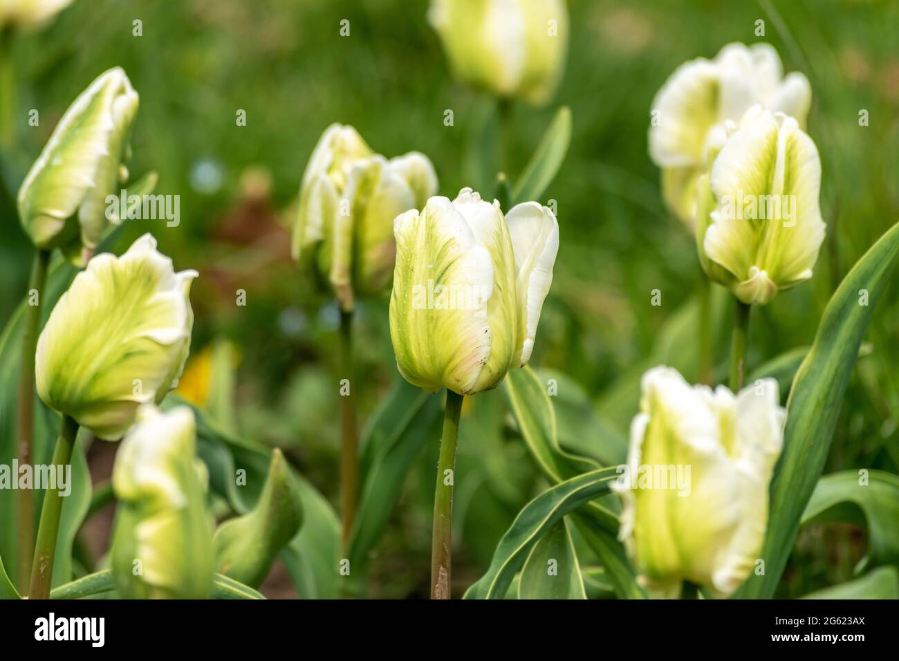 Blick auf schöne gelbe Tulpen Blumen. Stockfoto