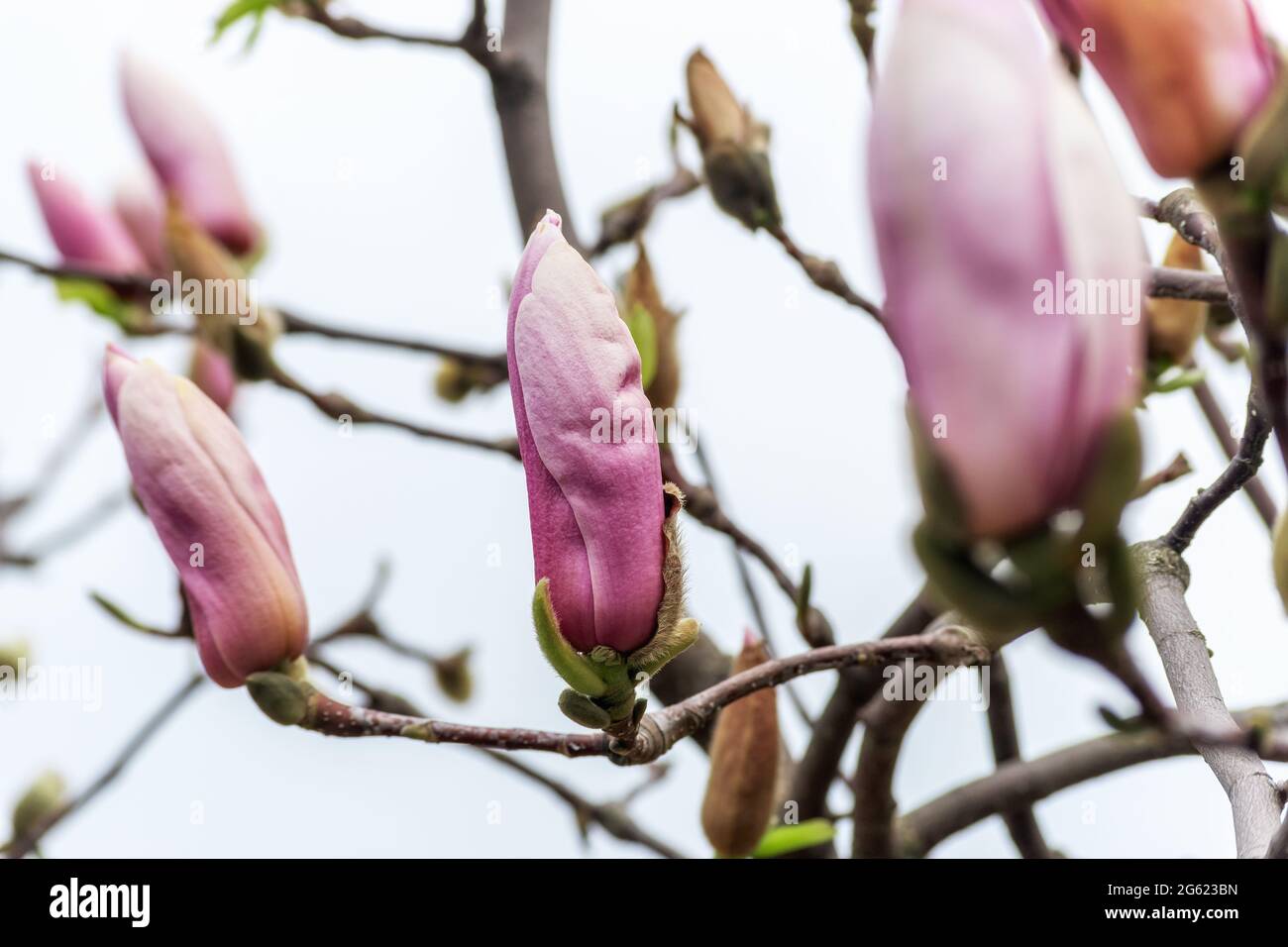 Rosa Magnolien Blumen auf Baum auf Himmel Hintergrund. Stockfoto