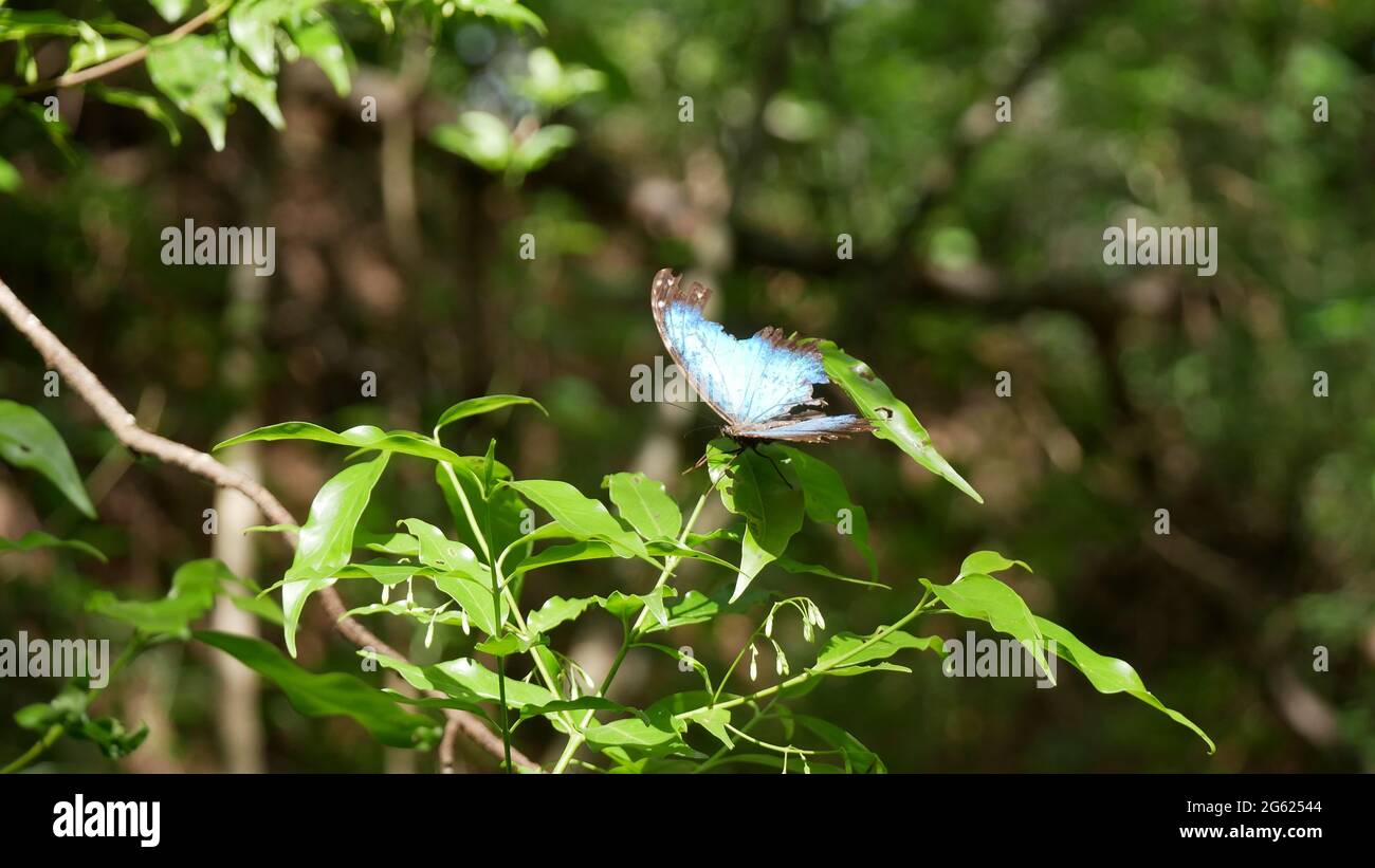 Blauer Schmetterling Stockfoto