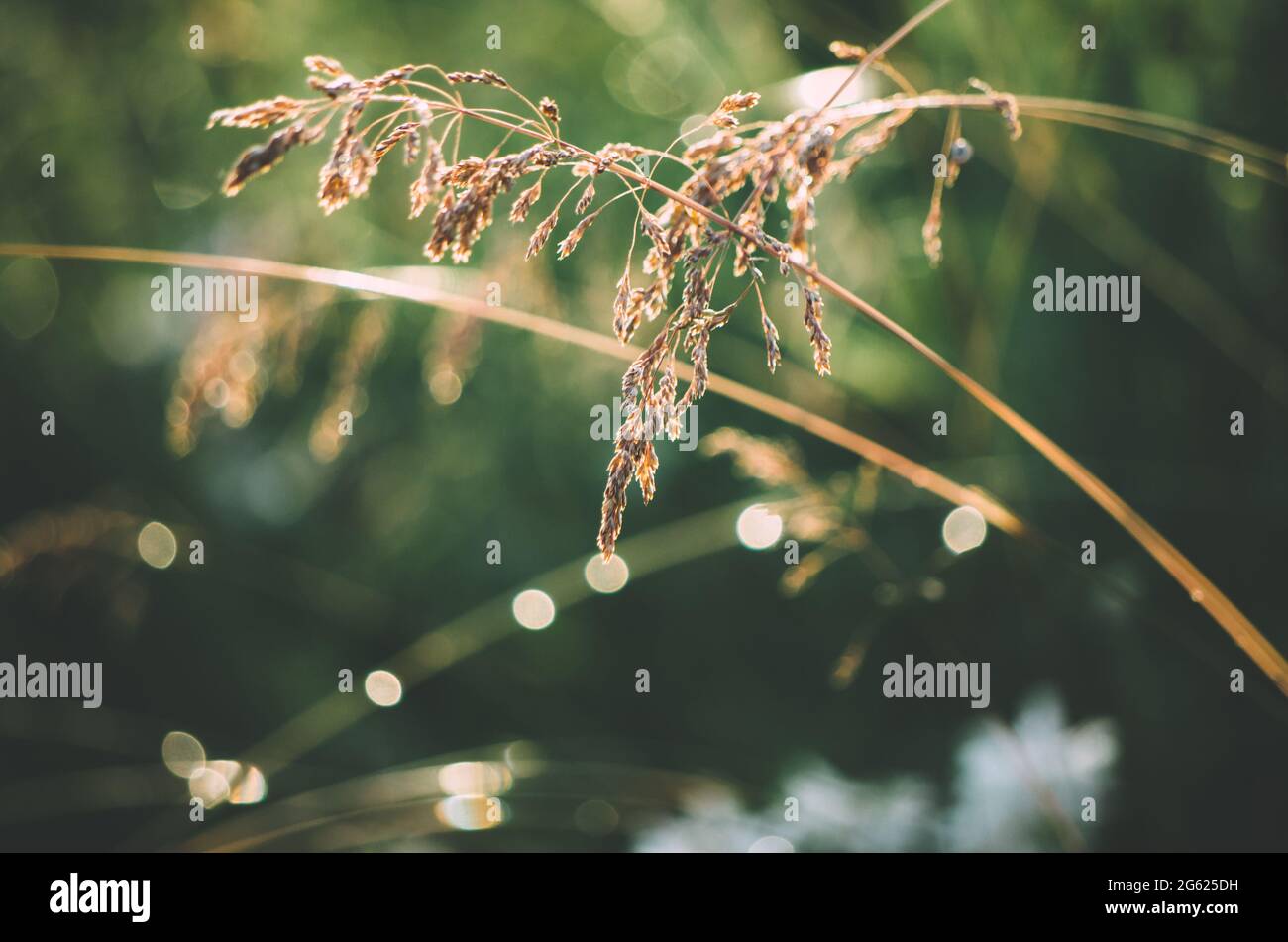Nahaufnahme von wildem Gras auf einem Feld nach Regen mit Bokeh-Regentropfen Stockfoto