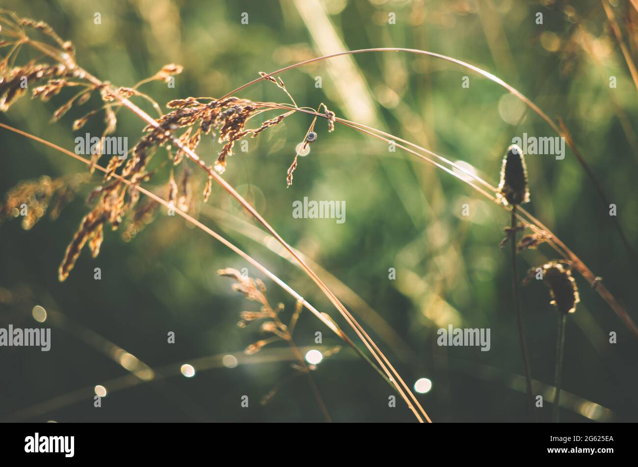 Nahaufnahme von wildem Gras auf einem Feld nach Regen mit Bokeh-Regentropfen Stockfoto