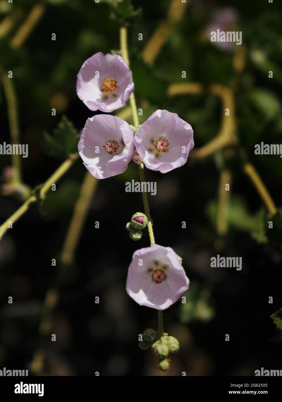 Chaparral Mallow, Mendocino Bushmallow, San Joaquin Marsh, Kalifornien. Stockfoto