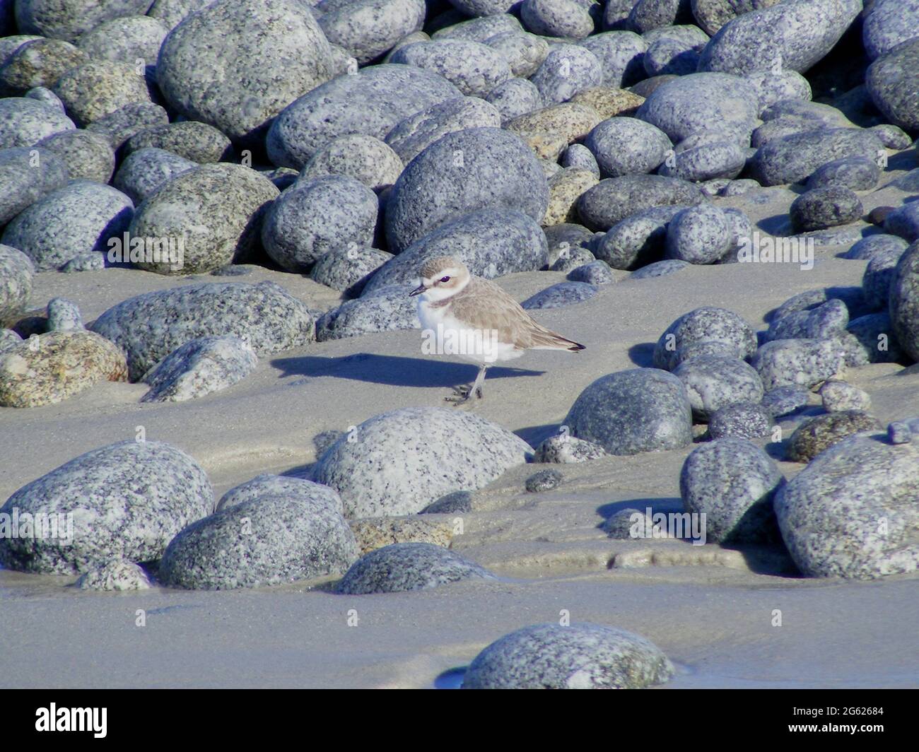 western Snowplover (Charadrius nivosus) zwischen Kieselsteinen am Pebble Beach, Kalifornien, USA, machte im Jahr 2011 separate Arten von Kentish Plover Stockfoto