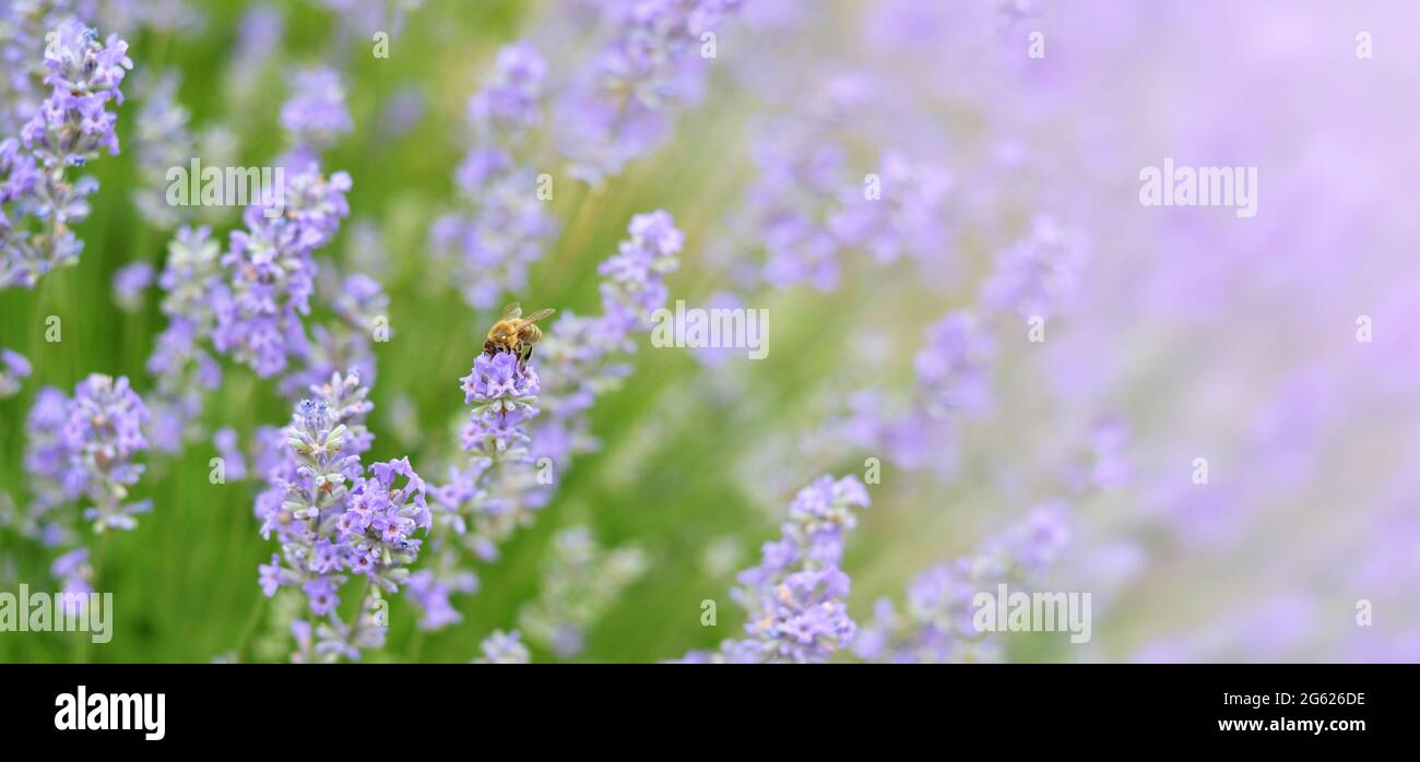 Honigbiene bestäubt Lavendelblüten auf einem Feld. Lavendel an einem Sommertag als floraler Hintergrund. Selektiver Fokus. Stockfoto