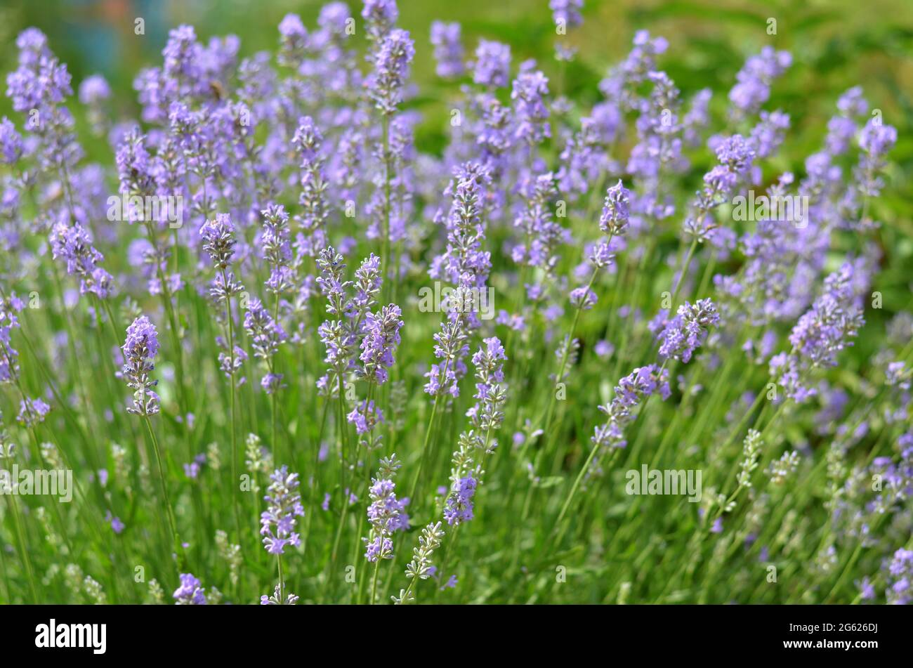 Lavandula angustifolia oder Gartenlavender - aromatische mehrjährige Pflanze. Lavendelblüten blühen an einem Sommertag. Stockfoto