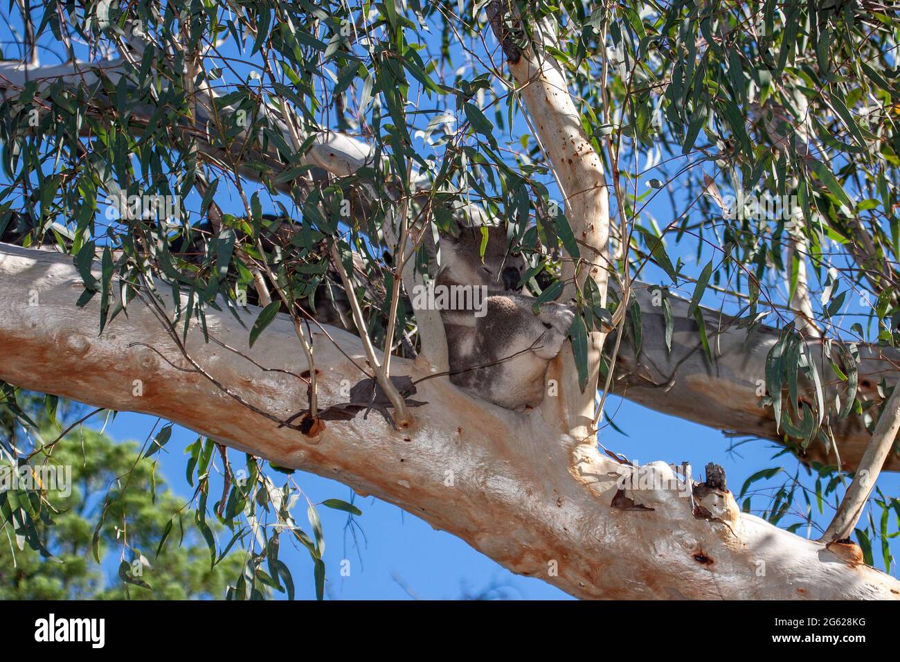Koala schläft in Gum Tree Stockfoto