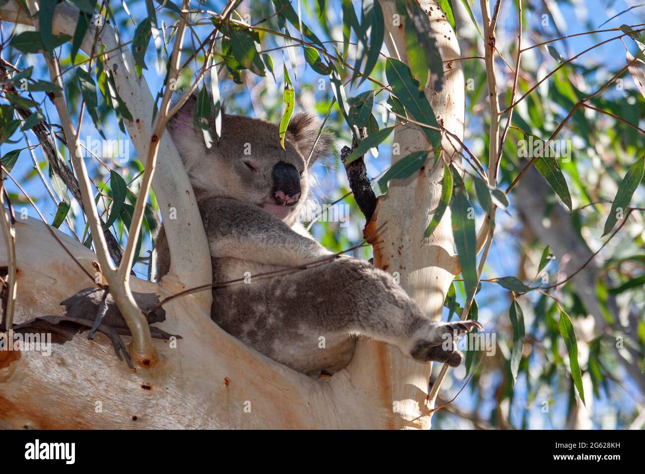 Koala schläft im Gummibaum Stockfoto