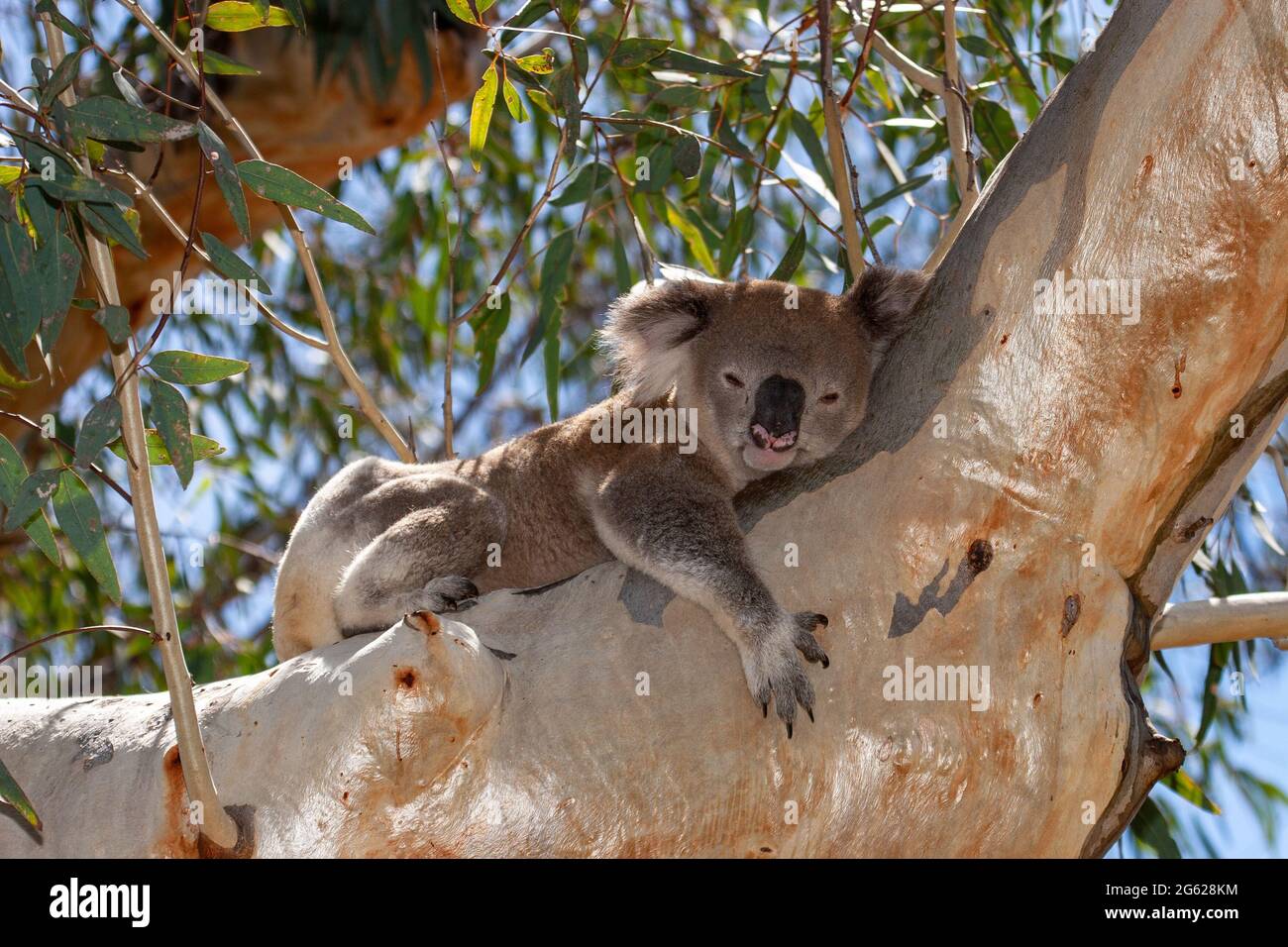 Koala schläft im Gummibaum Stockfoto