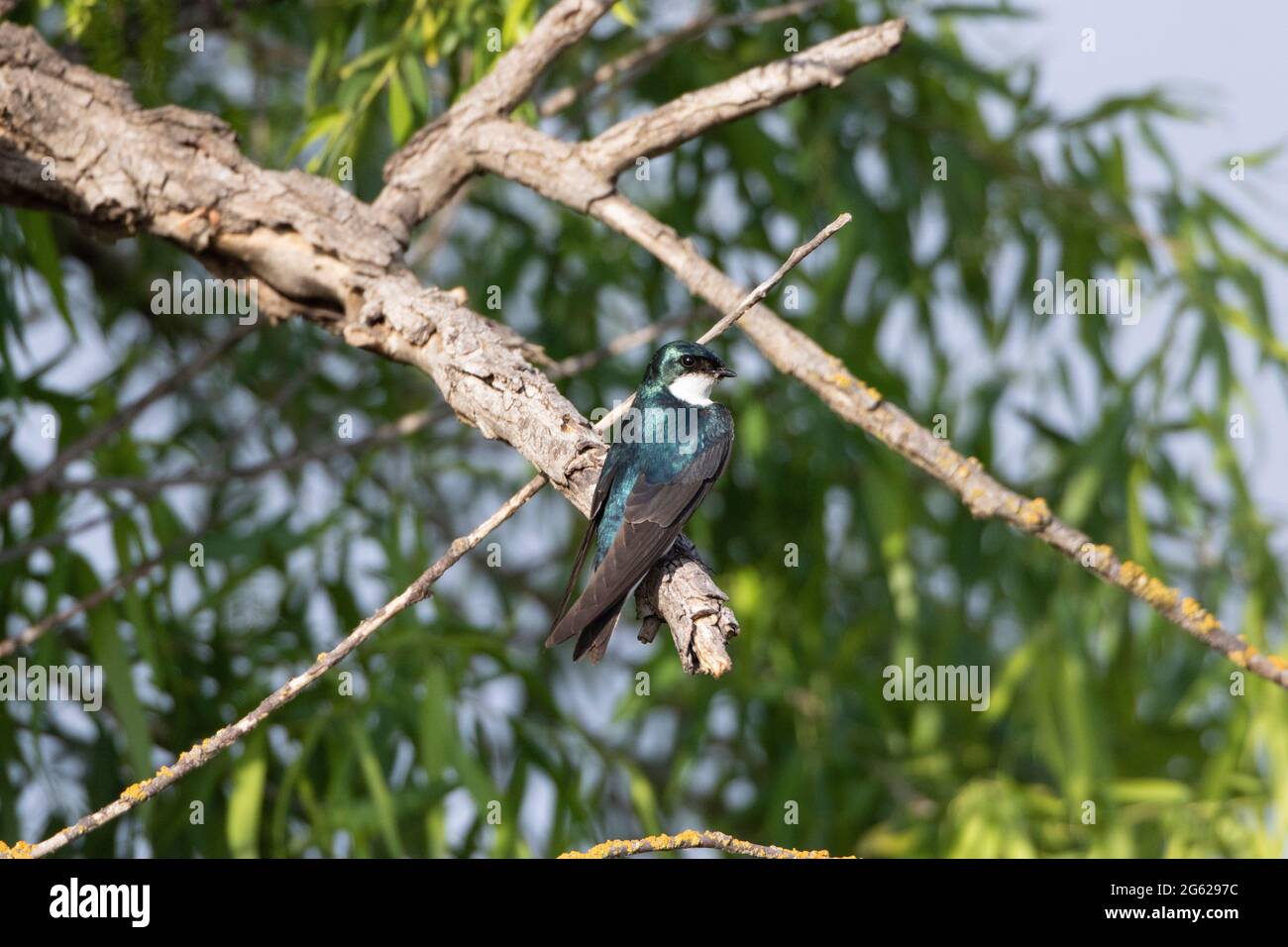 Eine männliche Baumschwalbe, Tachycineta bicolor, thront in einer schwarzen Weide, Salix nigra, im kalifornischen San Luis National Wildlife Refuge. Stockfoto