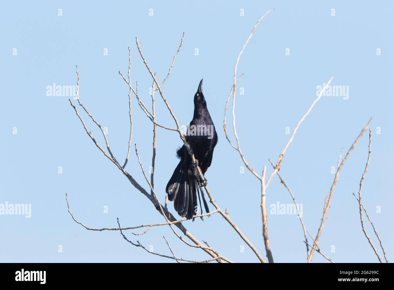 Ein erwachsener Rüde-Schwanzgrackle, Quiscalus mexicanus, führt im kalifornischen Merced National Wildlife Refuge eine einzigartige Balz-Schau durch. Stockfoto