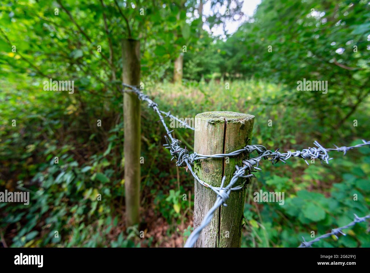 Wird verwendet, um verschiedene private Bereiche innerhalb der großen Waldfläche im Süden Englands zu trennen. Stockfoto