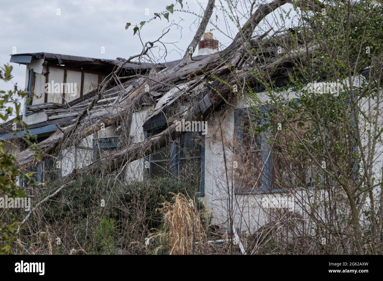 Ein Dach auf einem verlassenen Haus, das von einem bewachsenen Baum zerschlagen wurde Stockfoto