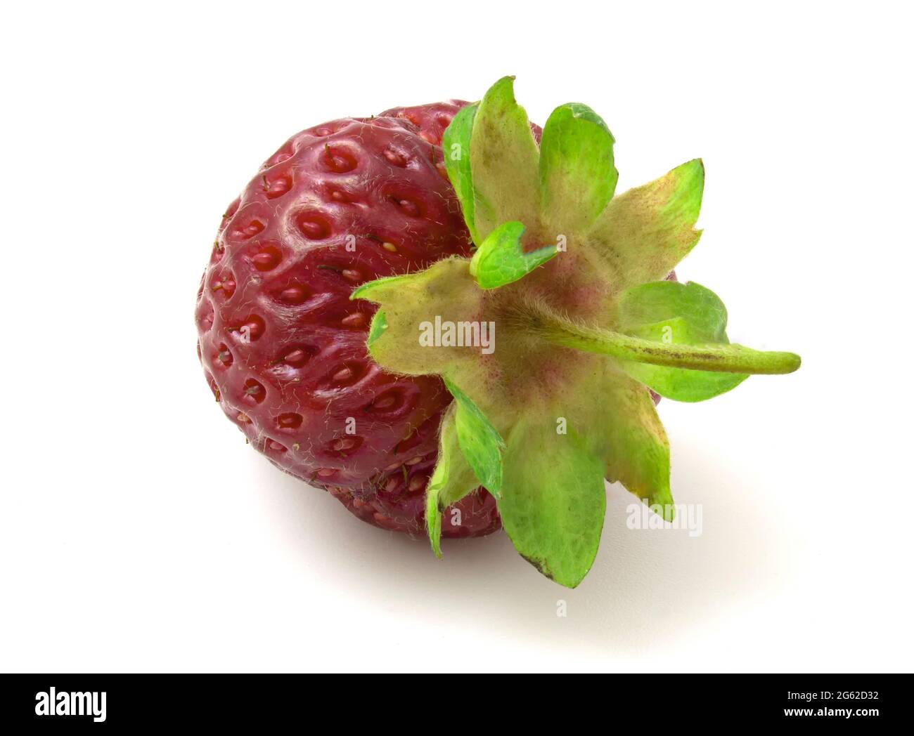 Rote Erdbeere mit grünem Schwanz isoliert auf weißem Hintergrund Stockfoto