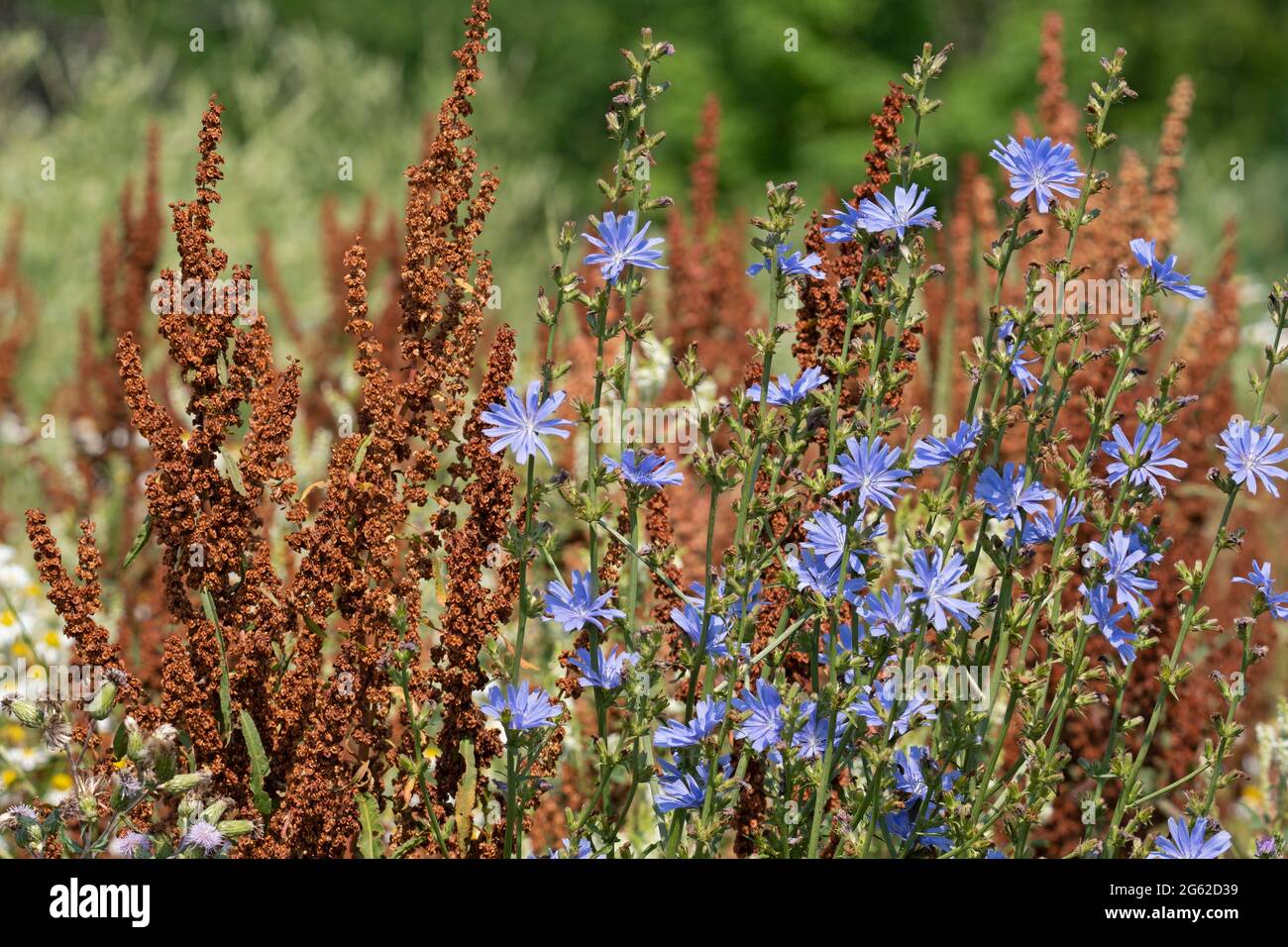 Rumex crispus, Curled Dock, Curly Dock und Asters Flowers Stockfoto