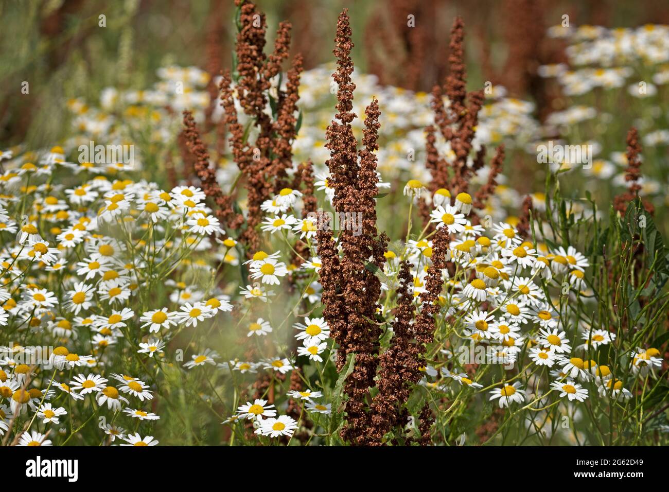 Rumex crispus und Kamille, Kamillenblumen Stockfoto