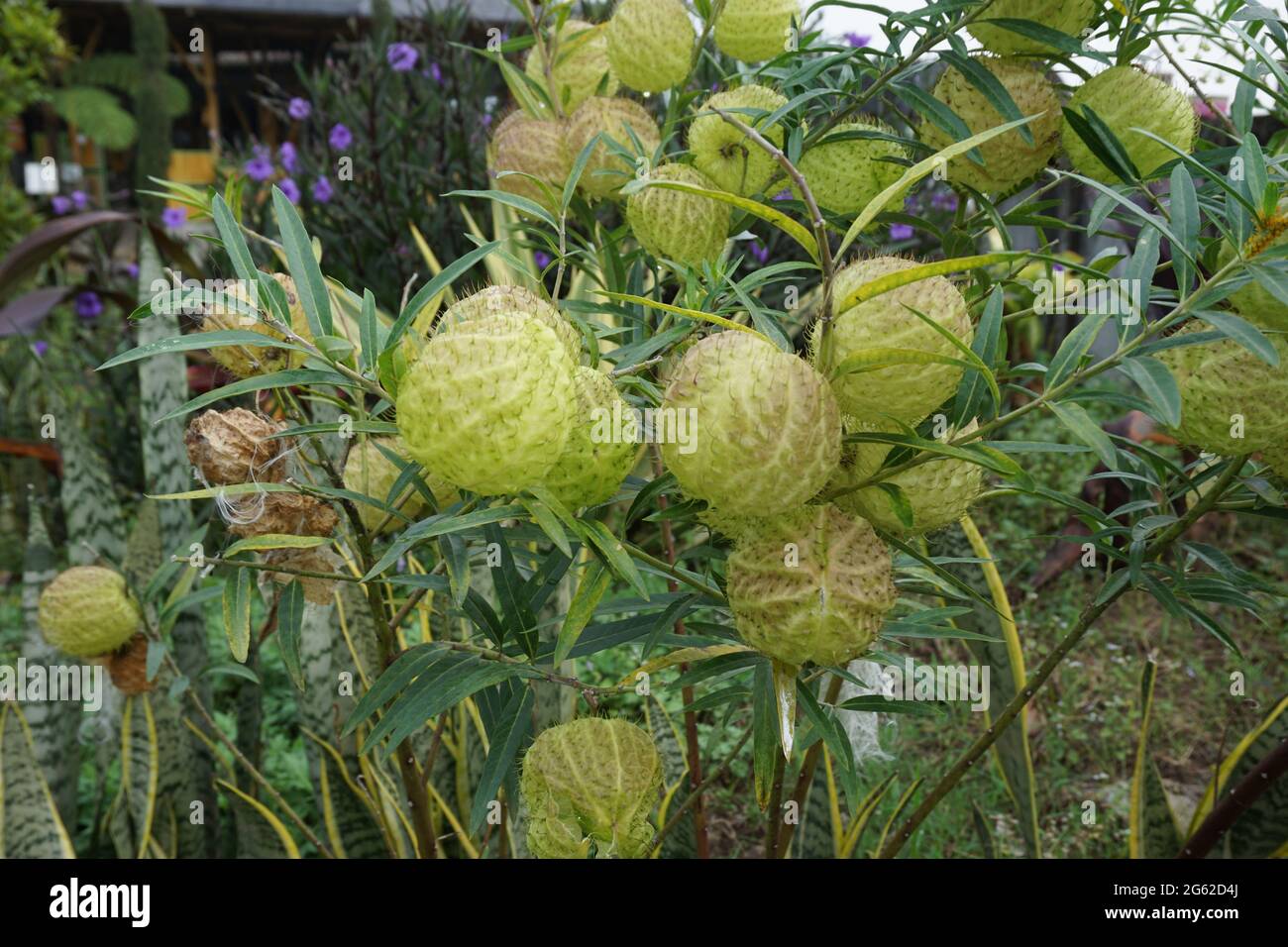 Gomphocarpus physocarpus (auch als haarige Kugeln, Ballonpflanze, Ballon-Baumwollstrauch, Bischofskugeln, Nagelkopf, schwanenpflanze, Milchkraut, Zierplan Stockfoto