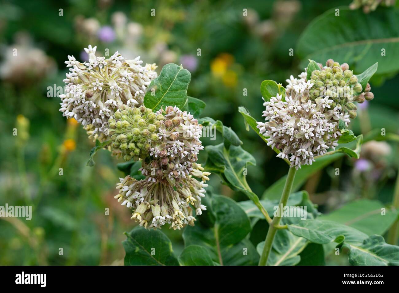 Gemeinsamen Seidenpflanze (Asclepias Syriaca) Stockfoto