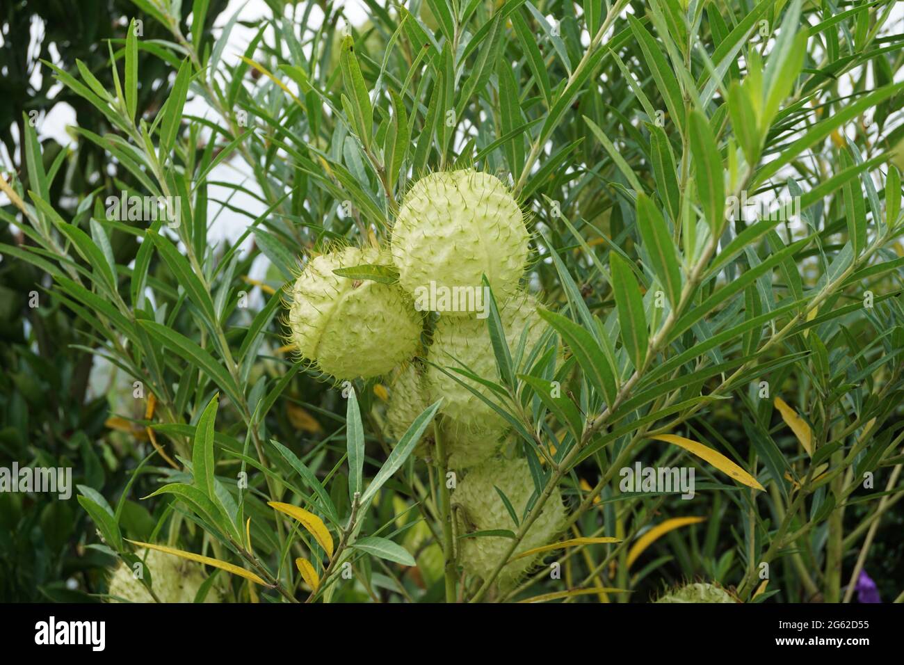 Gomphocarpus physocarpus (auch als haarige Kugeln, Ballonpflanze, Ballon-Baumwollstrauch, Bischofskugeln, Nagelkopf, schwanenpflanze, Milchkraut, Zierplan Stockfoto
