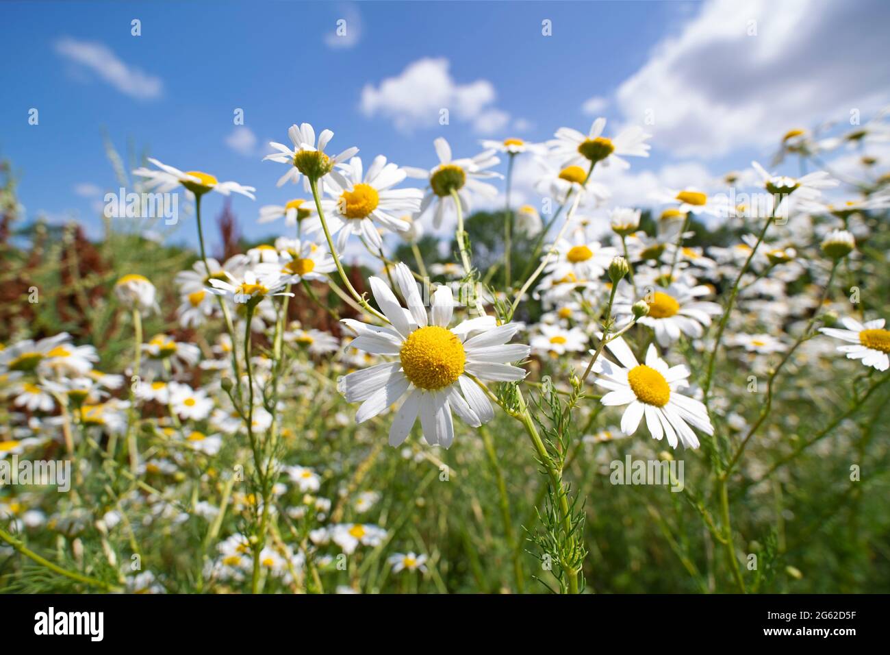 Kamille, Kamille Blumen wachsen wild auf einem Feld Nahaufnahme Stockfoto
