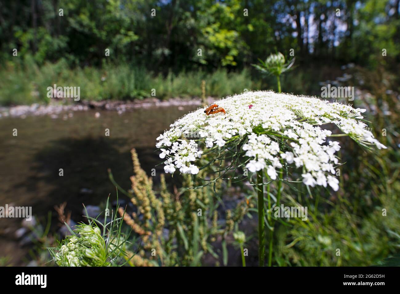 Wilde Karotten (Daucus carota) und Komon-Rotkäferkäfer (Rhagonycha fulva) Stockfoto