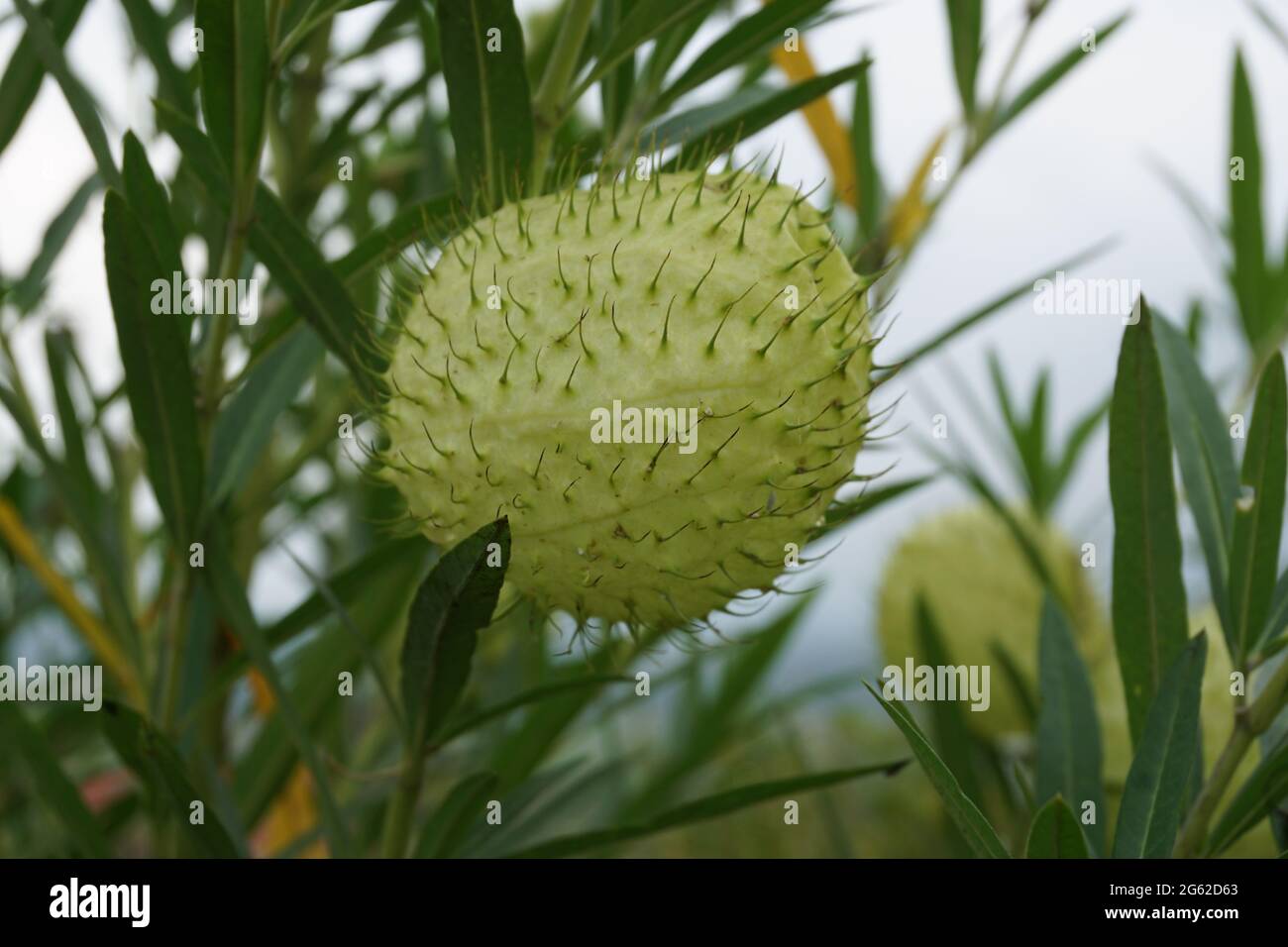 Gomphocarpus physocarpus (auch als haarige Kugeln, Ballonpflanze, Ballon-Baumwollstrauch, Bischofskugeln, Nagelkopf, schwanenpflanze, Milchkraut, Zierplan Stockfoto