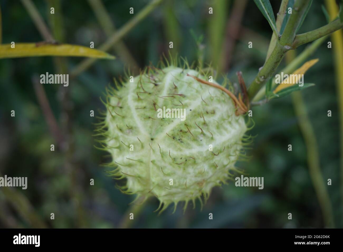 Gomphocarpus physocarpus (auch als haarige Kugeln, Ballonpflanze, Ballon-Baumwollstrauch, Bischofskugeln, Nagelkopf, schwanenpflanze, Milchkraut, Zierplan Stockfoto