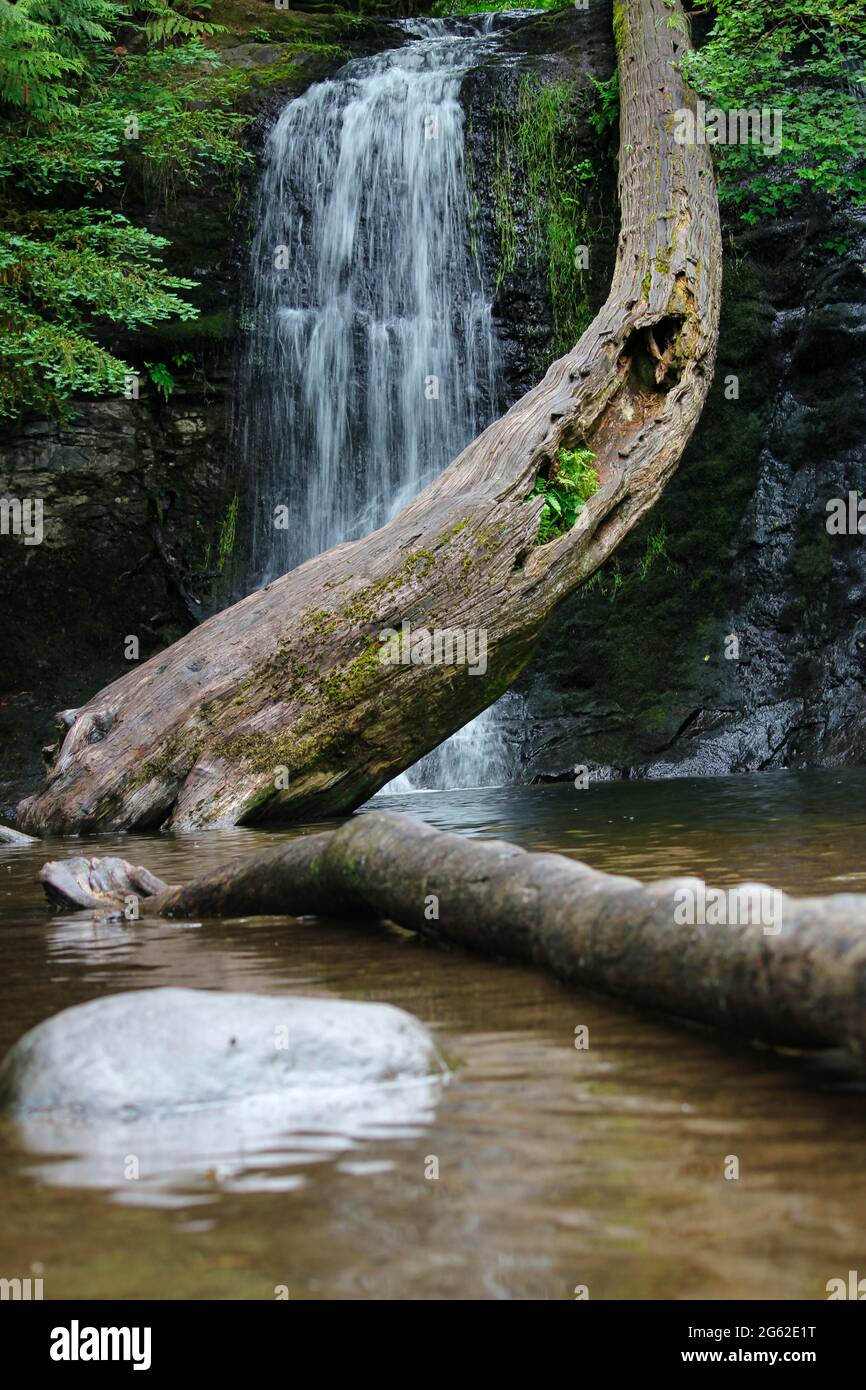 Wunderschöne Waldwasserfallszene Stockfoto