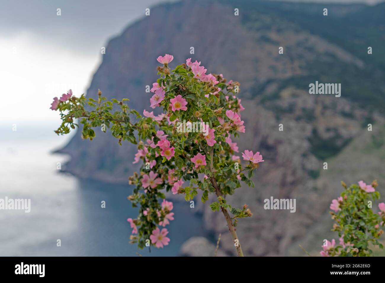 Rosa Hagebutten auf einem verschwommenen Hintergrund aus grauem Himmel und Felsen Stockfoto
