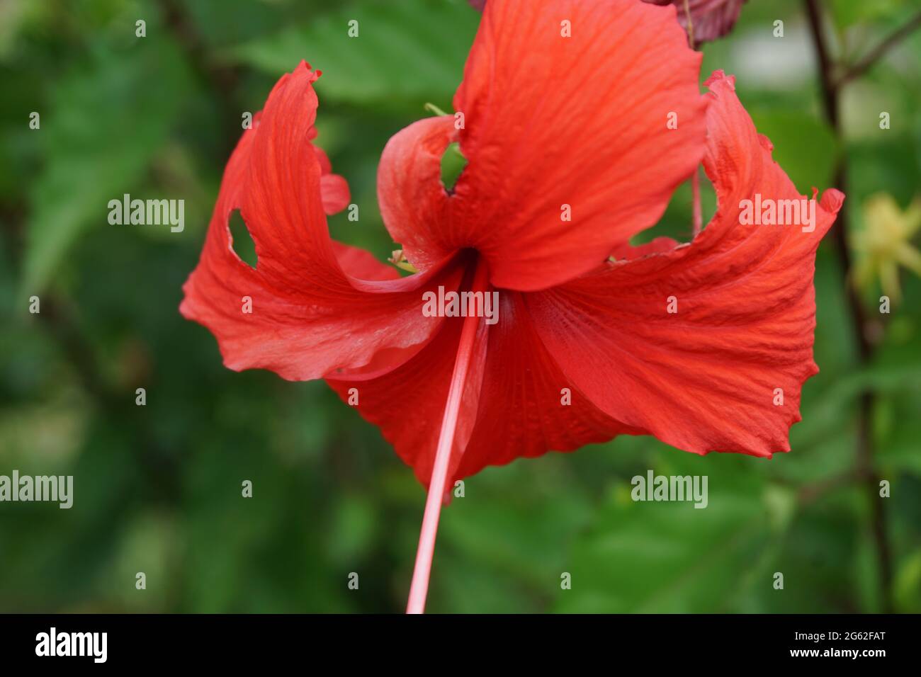 Schuh schwarze Pflanze mit einem natürlichen Hintergrund. Auch Hibiscus rosa Sinensis, chinesischer Hibiskus, Chinarose, Hawaiianischer Hibiskus, Rosenmalbe und Schoeb genannt Stockfoto