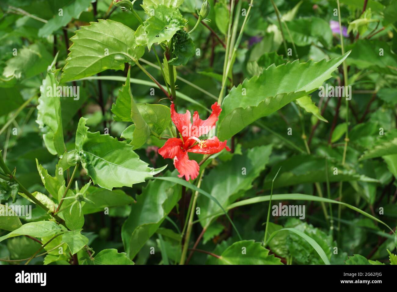 Schuh schwarze Pflanze mit einem natürlichen Hintergrund. Auch Hibiscus rosa Sinensis, chinesischer Hibiskus, Chinarose, Hawaiianischer Hibiskus, Rosenmalbe und Schoeb genannt Stockfoto