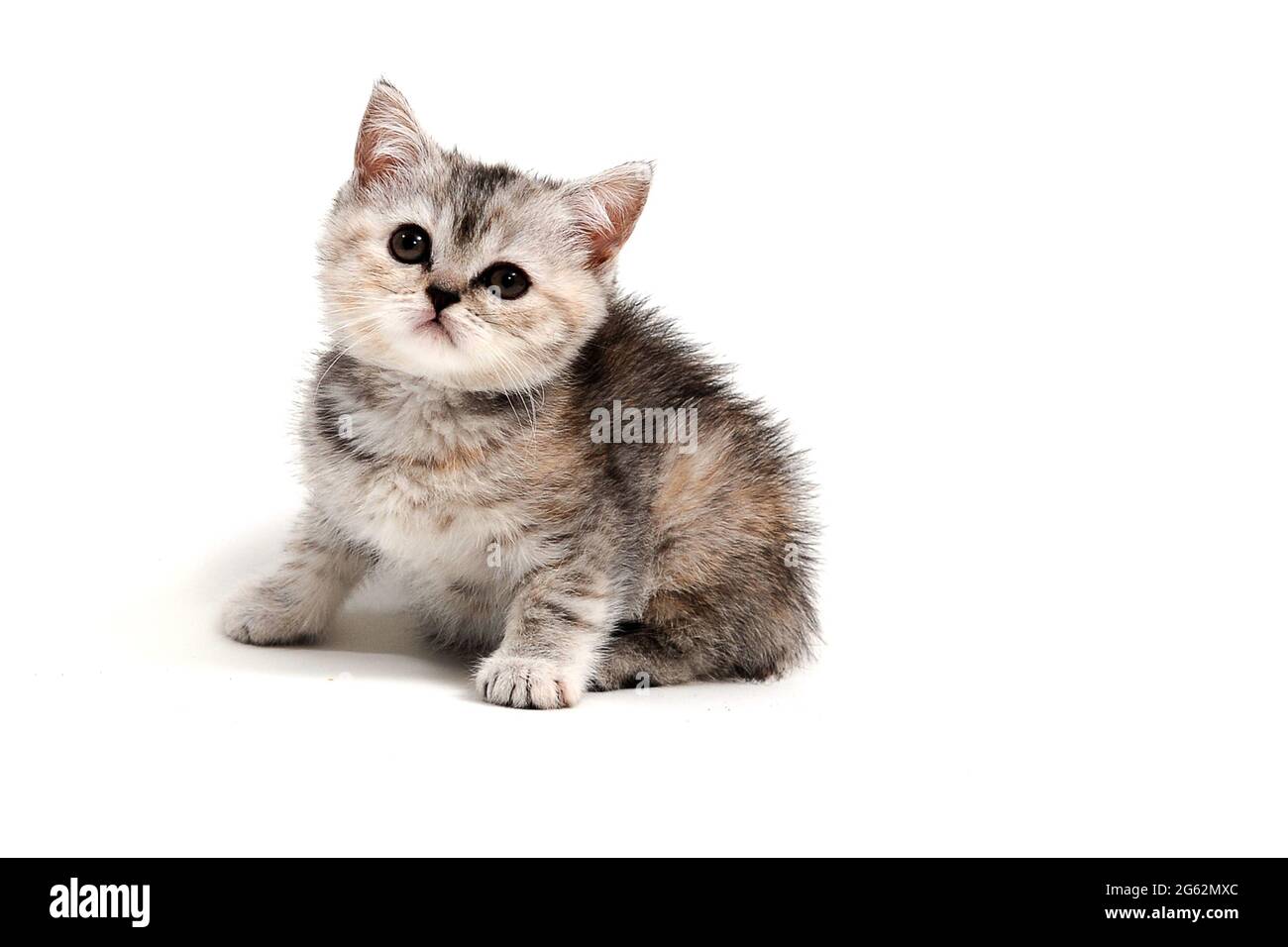 Ein grau gestreiftes, reinrassiger Kätzchen sitzt auf weißem Hintergrund Stockfoto