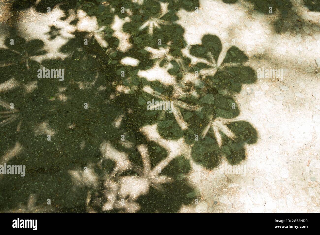 Schatten von Baumblättern auf dem Boden im Park Stockfoto
