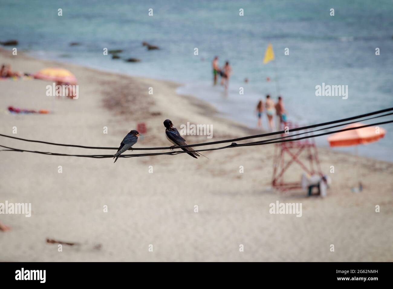 Zwei Sperlinge auf einem Draht Stockfoto