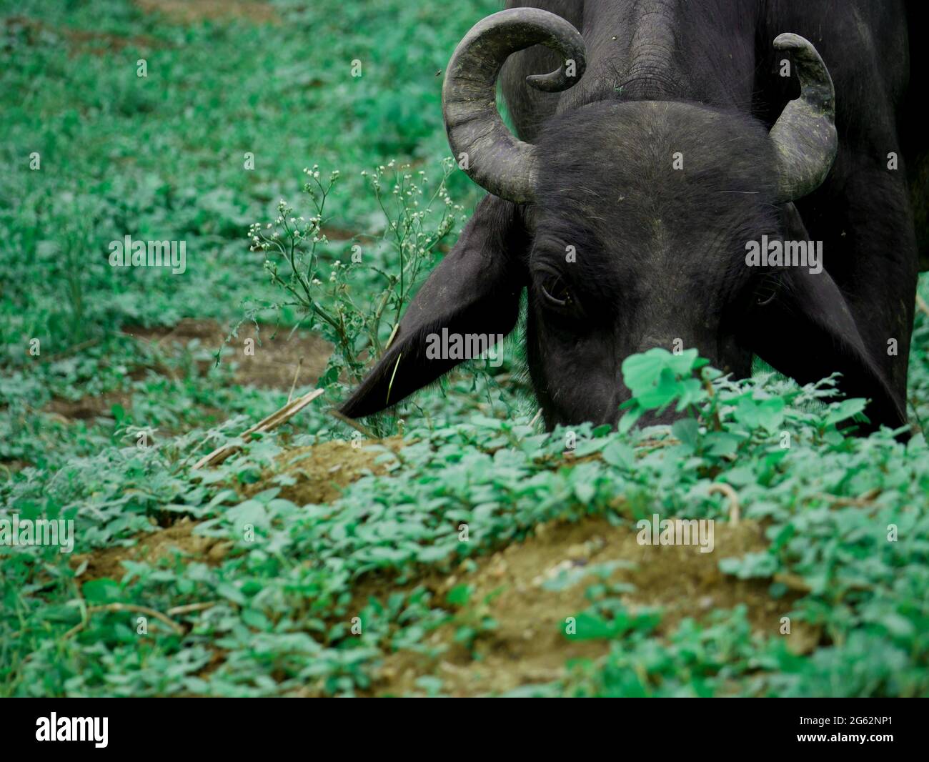 Gesunde Büffel essen grünes Gras im Waldgebiet, Säugetiere essen Konzept. Stockfoto